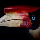 Hornbill